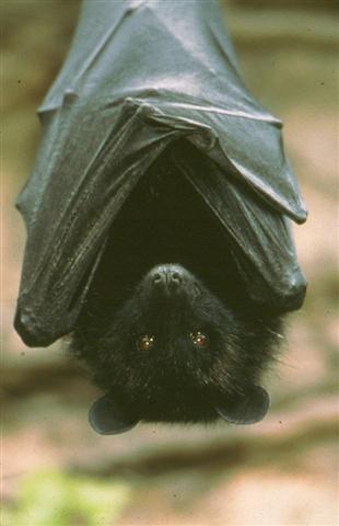 Livingstones fruit bat - click_to_find_out_more